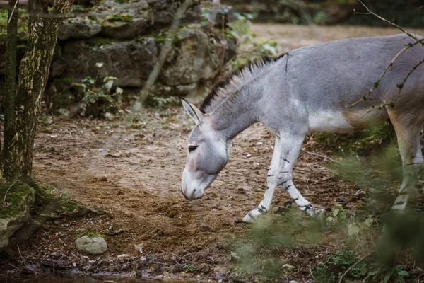 Wilder grauer Esel mit weißen Streifen geht, bewegt sich zwischen Bäumen, auf seinem Territorium im Zoo — Stockfoto