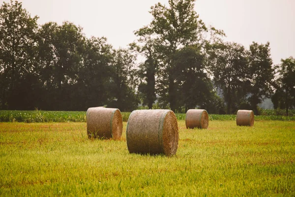 Heno apilar rollos de hierba y roble en el campo de hierba verde cerca del bosque — Foto de stock gratuita