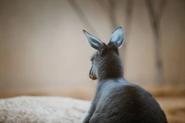 Funny adult kangaroo animal of gray color close-up, portrait head back view — Stock Photo, Image