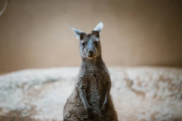Komik yetişkin kanguru hayvan gri renkteki arka ayakları üzerinde duruyor ve kamera bir Hayvanat Bahçesi, sarı taş bulutlu havalarda kışın bakar — Stok fotoğraf