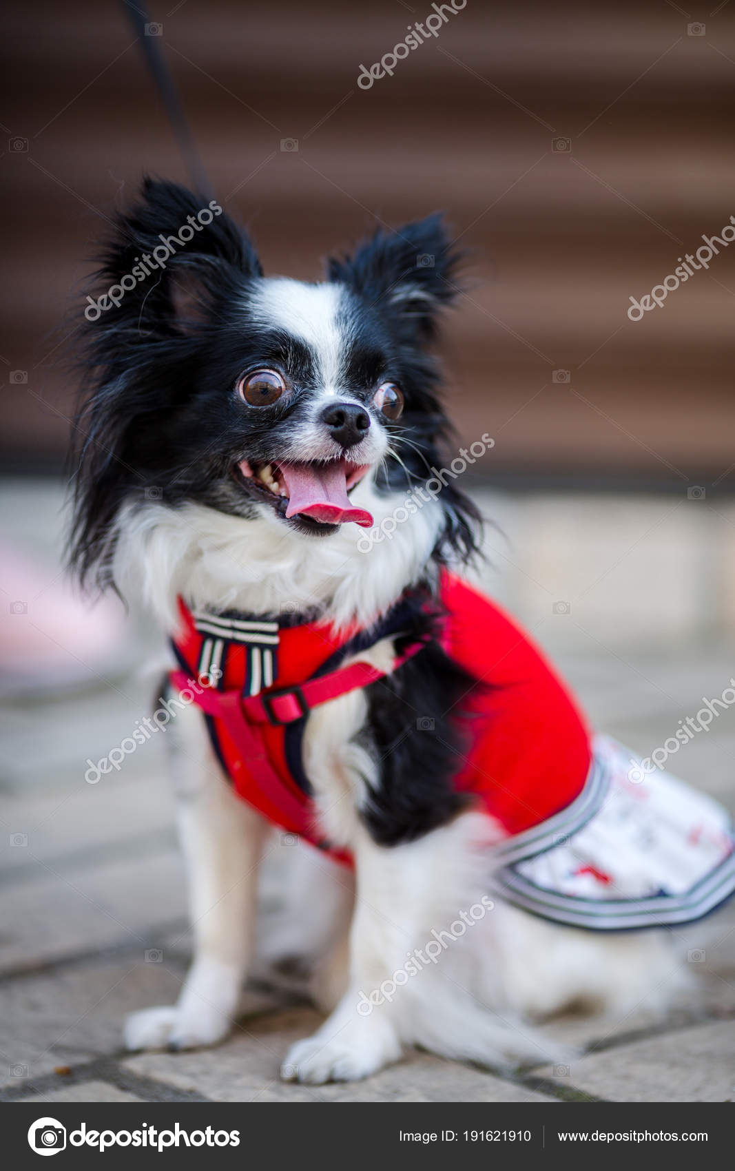 A Black Fluffy White Long Haired Funny Dog With Emale Sex With
