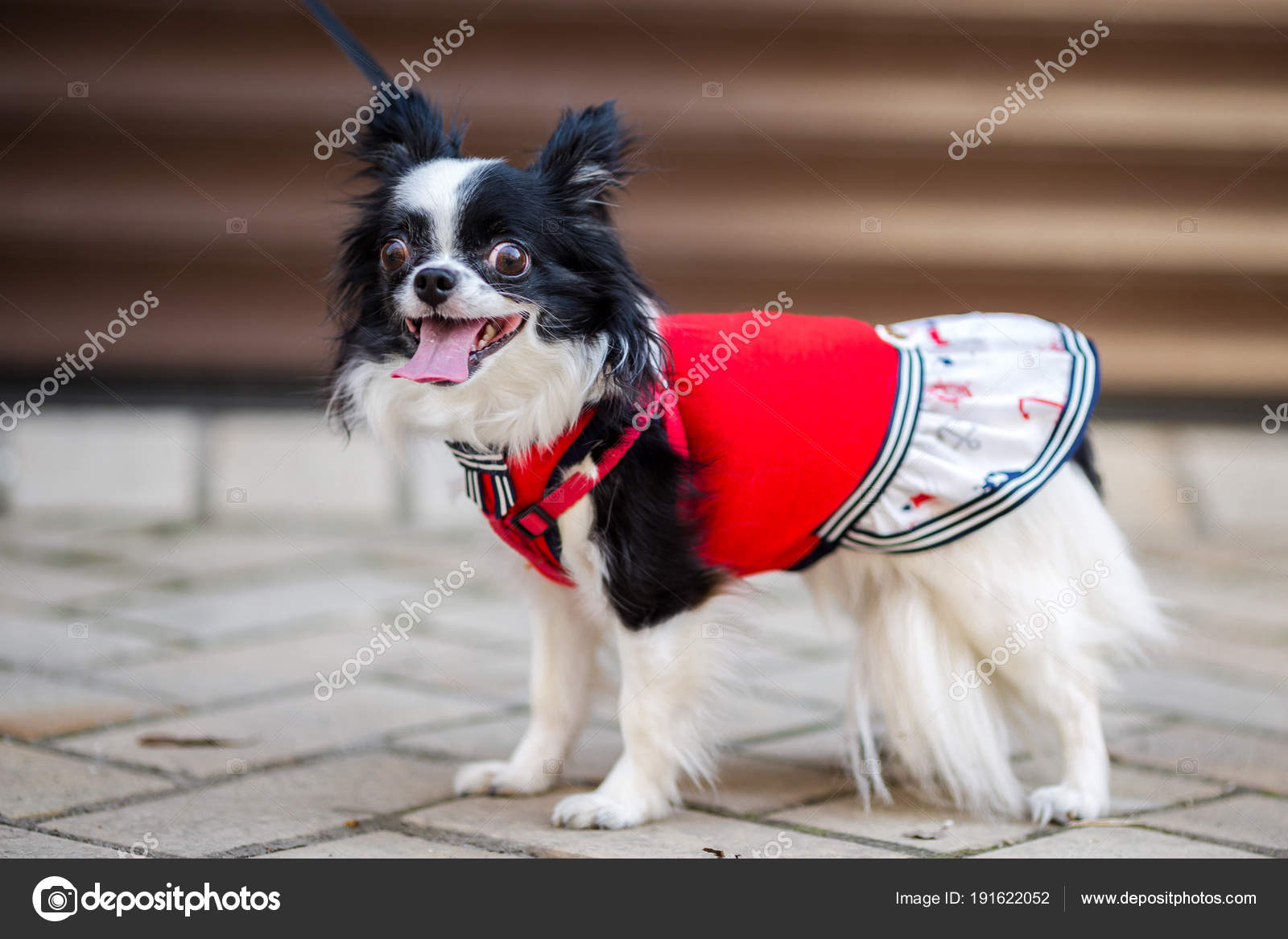 A Black Fluffy White Longhaired Funny Dog Female Sex With Larger