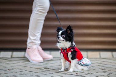 Siyah kabarık beyaz, uzun saçlı komik köpek emale ile seks ile daha büyük gözleri kırmızı örgü elbise giymiş Chihuahua cins. Hayvan sahibi kadın arka plan garaj dışında metrelik yakınındaki oturur