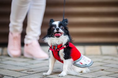Siyah kabarık beyaz, uzun saçlı komik köpek emale ile seks ile daha büyük gözleri kırmızı örgü elbise giymiş Chihuahua cins. Hayvan sahibi kadın arka plan garaj dışında metrelik yakınındaki oturur