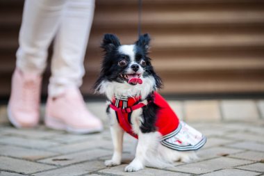 Siyah kabarık beyaz, uzun saçlı komik köpek emale ile seks ile daha büyük gözleri kırmızı örgü elbise giymiş Chihuahua cins. Hayvan sahibi kadın arka plan garaj dışında metrelik yakınındaki oturur