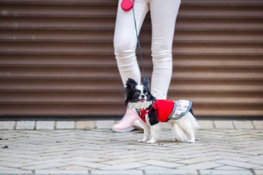 Bir siyah kabarık beyaz, uzun saçlı komik köpek kadın sex büyük gözler, Chihuahua cins, kırmızı elbise giymiş. hayvan sahibi kadın garaj dışında arka plan üzerinde metrelik yakınındaki tam yükseklikte standları