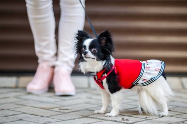 Bir siyah kabarık beyaz, uzun saçlı komik köpek kadın sex büyük gözler, Chihuahua cins, kırmızı elbise giymiş. hayvan sahibi kadın garaj dışında arka plan üzerinde metrelik yakınındaki tam yükseklikte standları
