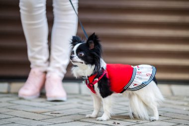 Bir siyah kabarık beyaz, uzun saçlı komik köpek kadın sex büyük gözler, Chihuahua cins, kırmızı elbise giymiş. hayvan sahibi kadın garaj dışında arka plan üzerinde metrelik yakınındaki tam yükseklikte standları