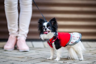 Bir siyah kabarık beyaz, uzun saçlı komik köpek kadın sex büyük gözler, Chihuahua cins, kırmızı elbise giymiş. hayvan sahibi kadın garaj dışında arka plan üzerinde metrelik yakınındaki tam yükseklikte standları