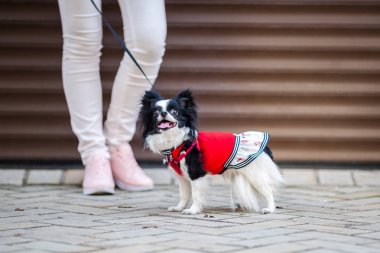 Bir siyah kabarık beyaz, uzun saçlı komik köpek kadın sex büyük gözler, Chihuahua cins, kırmızı elbise giymiş. hayvan sahibi kadın garaj dışında arka plan üzerinde metrelik yakınındaki tam yükseklikte standları