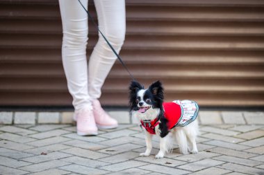 Bir siyah kabarık beyaz, uzun saçlı komik köpek kadın sex büyük gözler, Chihuahua cins, kırmızı elbise giymiş. hayvan sahibi kadın garaj dışında arka plan üzerinde metrelik yakınındaki tam yükseklikte standları