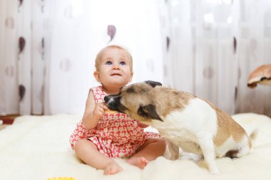 Komik küçük beyaz kız çocuk evde ışık halı katta sivilceli renk ve kısa saç ve komik büyük kulakları ile melez köpek en iyi arkadaşı oturur. Bebek kurabiye yiyor