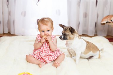 Komik küçük beyaz kız çocuk evde ışık halı katta sivilceli renk ve kısa saç ve komik büyük kulakları ile melez köpek en iyi arkadaşı oturur. Bebek kurabiye yiyor