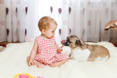 Komik küçük beyaz kız çocuk evde ışık halı katta sivilceli renk ve kısa saç ve komik büyük kulakları ile melez köpek en iyi arkadaşı oturur. Bebek kurabiye yiyor
