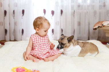 Komik küçük beyaz kız çocuk evde ışık halı katta sivilceli renk ve kısa saç ve komik büyük kulakları ile melez köpek en iyi arkadaşı oturur. Bebek kurabiye yiyor