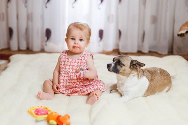 Komik küçük beyaz kız çocuk evde ışık halı katta sivilceli renk ve kısa saç ve komik büyük kulakları ile melez köpek en iyi arkadaşı oturur. Bebek kurabiye yiyor