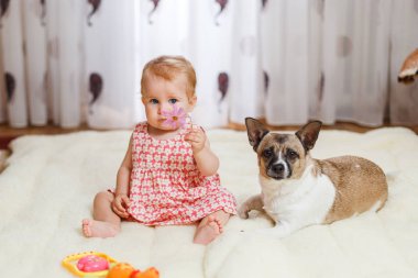 Komik küçük beyaz kız çocuk evde ışık halı katta sivilceli renk ve kısa saç ve komik büyük kulakları ile melez köpek en iyi arkadaşı oturur. Bebek kurabiye yiyor