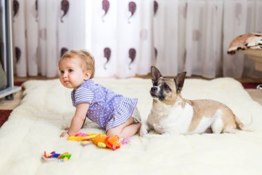 Komik küçük beyaz kız çocuk evde ışık halı katta sivilceli renk ve kısa saç ve komik büyük kulakları ile melez köpek en iyi arkadaşı oturur. Bebek kurabiye yiyor