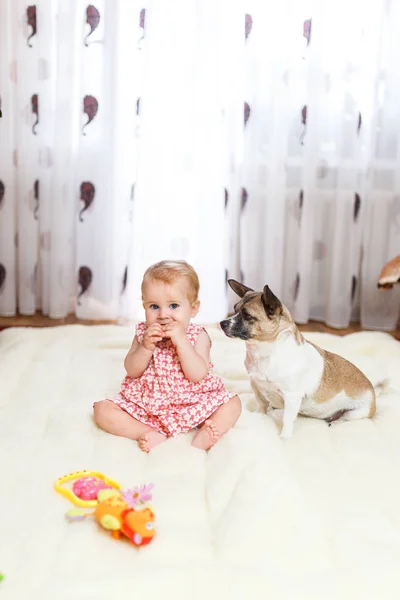 Трохи смішно кавказька дівчина дитина сидить на дому на підлозі на світло килим з кращим другом напів-порода собаки з плямисті колір і коротке волосся і смішні великими вухами. Дитина їсть печиво — стокове фото