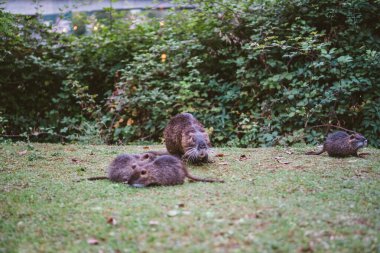 Doğal çevredeki hayvan aileleri. Vahşi bebek coypu Myocastor Coypus annesini takip ediyor. Bebekleri dinlenen Coypu ailesi. Lecco şehrinin yakınlarında bir sürü küçük deli ve anne ailesi var.