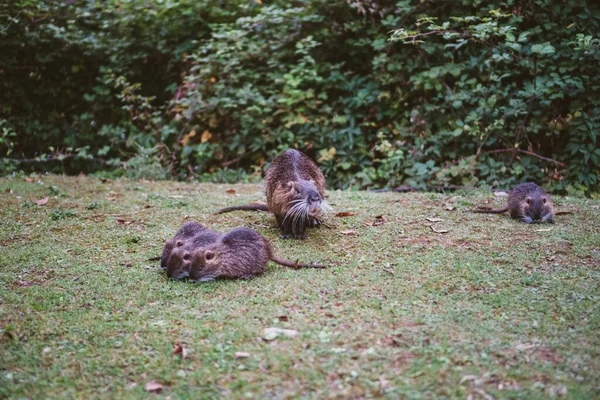 Animal families in natural environment. Wild baby coypu Myocastor Coypus following his mother. Coypu family with babies resting. Family of many little nutria and mom near lago di garlate Lecco city