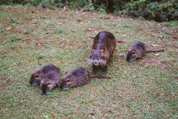 Rodiny zvířat v přírodním prostředí. Divoké dítě coypu Myocastor Coypus následuje svou matku. Rodina Coypu s dětmi odpočívá. Rodina mnoha málo nutria a maminka v blízkosti lago di garlate Lecco city — Stock fotografie