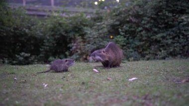 Doğal çevredeki hayvan aileleri. Vahşi bebek coypu Myocastor Coypus annesini takip ediyor. Bebekleri dinlenen Coypu ailesi. Lecco şehrinin yakınlarında bir sürü küçük deli ve anne ailesi var.