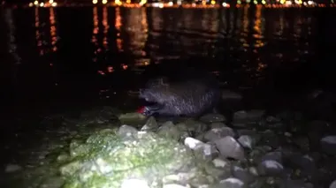 Nutria ve Apple. Komik, çirkin besleyici, miyocastor coypus, büyük kemirgen, elele tutuşan ve yemek yiyen. Nutria geceleri İtalya 'daki Lago di Garlate Lecco Gölü' nde kırmızı elma yer.