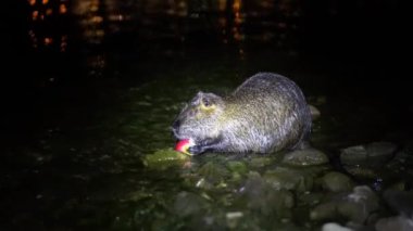 Nutria ve Apple. Komik, çirkin besleyici, miyocastor coypus, büyük kemirgen, elele tutuşan ve yemek yiyen. Nutria geceleri İtalya 'daki Lago di Garlate Lecco Gölü' nde kırmızı elma yer.
