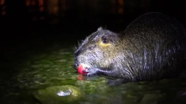 Nutria ve Apple. Komik, çirkin besleyici, miyocastor coypus, büyük kemirgen, elele tutuşan ve yemek yiyen. Nutria geceleri İtalya 'daki Lago di Garlate Lecco Gölü' nde kırmızı elma yer.