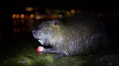 Nutria ve Apple. Komik, çirkin besleyici, miyocastor coypus, büyük kemirgen, elele tutuşan ve yemek yiyen. Nutria geceleri İtalya 'daki Lago di Garlate Lecco Gölü' nde kırmızı elma yer.