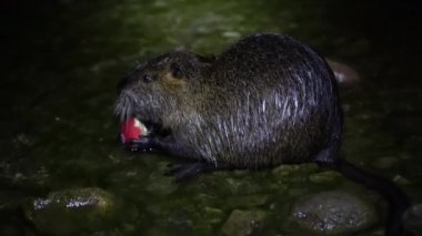 Nutria ve Apple. Komik, çirkin besleyici, miyocastor coypus, büyük kemirgen, elele tutuşan ve yemek yiyen. Nutria geceleri İtalya 'daki Lago di Garlate Lecco Gölü' nde kırmızı elma yer.