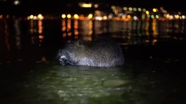 Nutria ve Apple. Komik, çirkin besleyici, miyocastor coypus, büyük kemirgen, elele tutuşan ve yemek yiyen. Nutria geceleri İtalya 'daki Lago di Garlate Lecco Gölü' nde kırmızı elma yer.