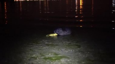 Nutria ve muz. Komik çirkin beslenme, miyocastor coypus, büyük kemirgen, ayakta duran su, muz ve yemek. Nutria, İtalya 'daki lago di garlate Lecco şehrinde geceleri muz yer.