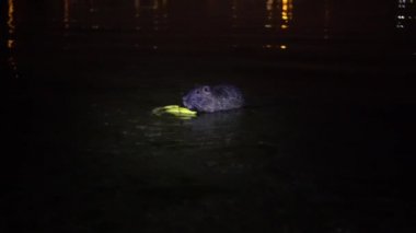 Nutria ve muz. Komik çirkin beslenme, miyocastor coypus, büyük kemirgen, ayakta duran su, muz ve yemek. Nutria, İtalya 'daki lago di garlate Lecco şehrinde geceleri muz yer.