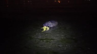 Nutria ve muz. Komik çirkin beslenme, miyocastor coypus, büyük kemirgen, ayakta duran su, muz ve yemek. Nutria, İtalya 'daki lago di garlate Lecco şehrinde geceleri muz yer.
