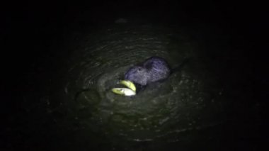 Nutria ve muz. Komik çirkin beslenme, miyocastor coypus, büyük kemirgen, ayakta duran su, muz ve yemek. Nutria, İtalya 'daki lago di garlate Lecco şehrinde geceleri muz yer.