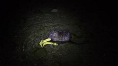 Nutria ve muz. Komik çirkin beslenme, miyocastor coypus, büyük kemirgen, ayakta duran su, muz ve yemek. Nutria, İtalya 'daki lago di garlate Lecco şehrinde geceleri muz yer.