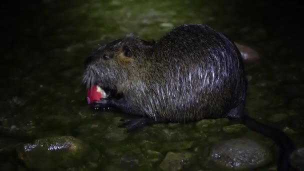 Nutria a Apple. Vtipná hnusná nutrie, Myocastor coypus, velký hlodavec, stojící voda držící v rukou jablko a jedoucí. Nutria jí červené jablko v noci v jezeře Lago di Garlate Lecco město v Itálii — Stock video