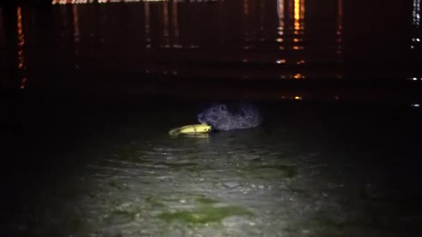 Nutria And banana. Funny ugly nutria, Myocastor coypus, big rodent, standing water holding in hands banana and eating. nutria eats banana at night in the lake lago di garlate Lecco city in italy — Stock Video