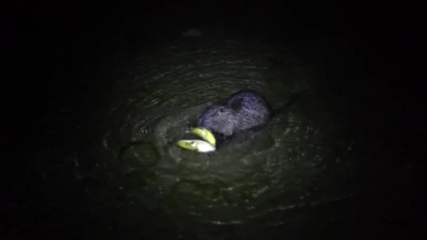 Nutria et banane. Nutria laid drôle, Myocastor coypus, gros rongeur, tenant l'eau debout dans les mains banane et manger. nutria mange banane la nuit dans le lac lago di garlate Lecco ville en italie — Video