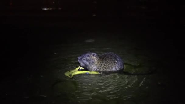 Nutria és banán. Vicces ronda tápanyag, Myocastor coypus, nagy rágcsáló, állóvíz a kezében banán és evés. nutria eszik banánt éjszaka a tó lago di garlate Lecco város Olaszországban — Stock videók