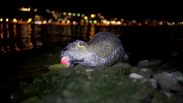 Nutria And Apple. Смешная уродливая нутрия, койпус миокастора, большой грызун, стоящая вода, держащаяся в руках яблоко и поедающая. nutria съедает красное яблоко по ночам в озере Лаго-ди-Гарлат города Лекко в Феодосии — стоковое видео