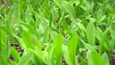 Ormandaki vadideki zambak. Ormandaki Zambak vadisine yakın.