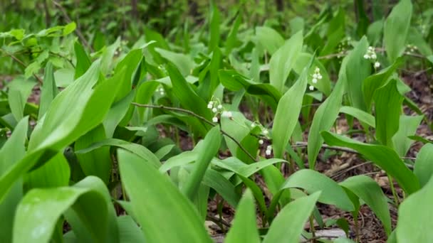 Lily of the valley in the forest. Closeup of lily of the valley in the forest — Stock Video