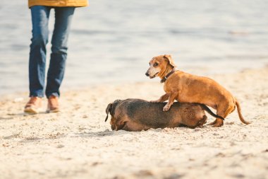 İki dachshund sahilde oynuyorlar. Dışarıda birlikte oynayan iki küçük köpek. Dachshunds nehirden iki köpek. İki Dachshund Köpeği Oynuyor