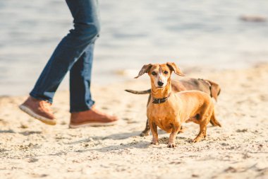 İki dachshund sahilde oynuyorlar. Dışarıda birlikte oynayan iki küçük köpek. Dachshunds nehirden iki köpek. İki Dachshund Köpeği Oynuyor