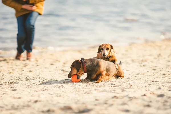 Doi dachshund se joacă pe plajă. Doi câini mici se joacă împreună în aer liber. Dachshund doi câini ai râului. Doi câini Dachshund joc — Fotografie, imagine de stoc