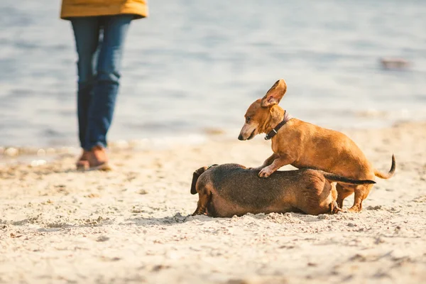 Doi dachshund se joacă pe plajă. Doi câini mici se joacă împreună în aer liber. Dachshund doi câini ai râului. Doi câini Dachshund joc — Fotografie, imagine de stoc