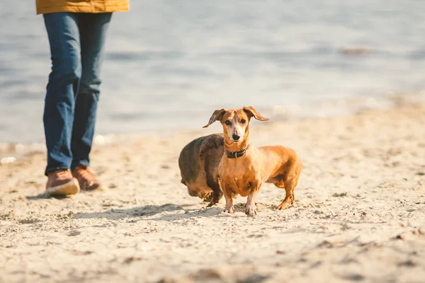Doi dachshund se joacă pe plajă. Doi câini mici se joacă împreună în aer liber. Dachshund doi câini ai râului. Doi câini Dachshund joc — Fotografie, imagine de stoc